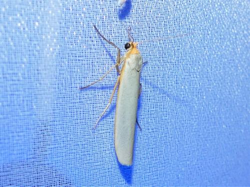 Réf. 303 850 : Eilema caniola